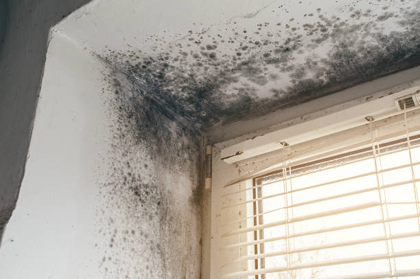 Affordable Black Mold Remediation solutions in Glassboro, NJ